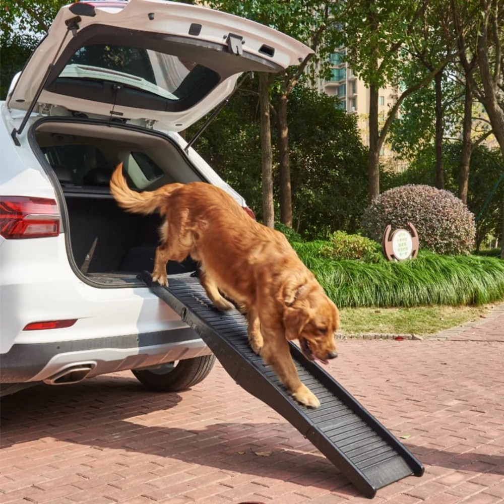 Rampe pour chien