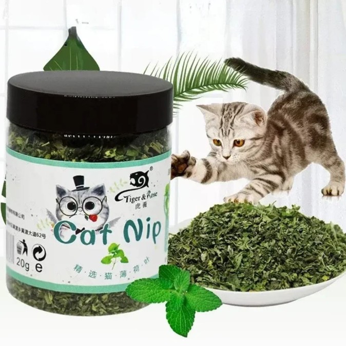 L'herbe-aux-chats