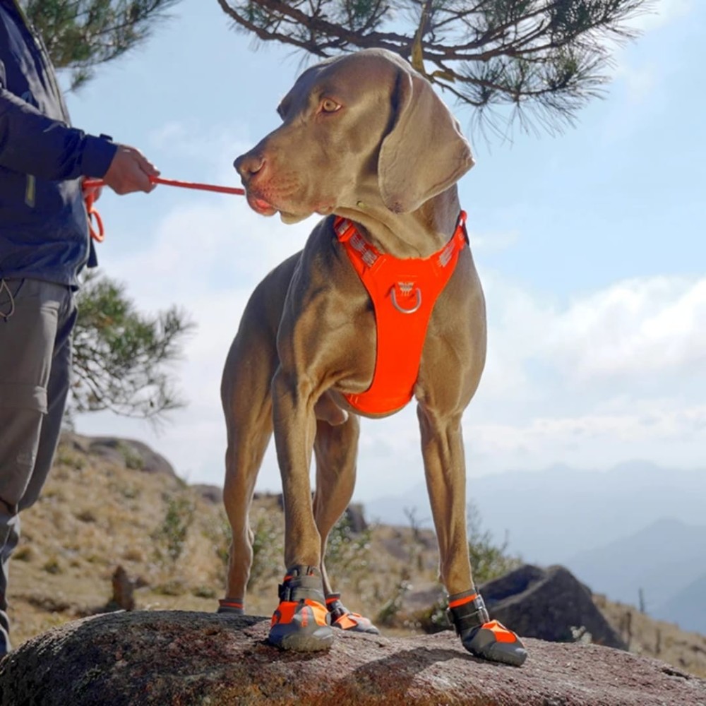 Chaussures pour chien