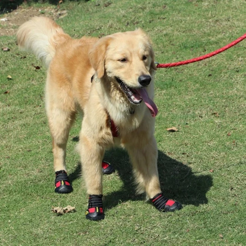Chaussures pour chien