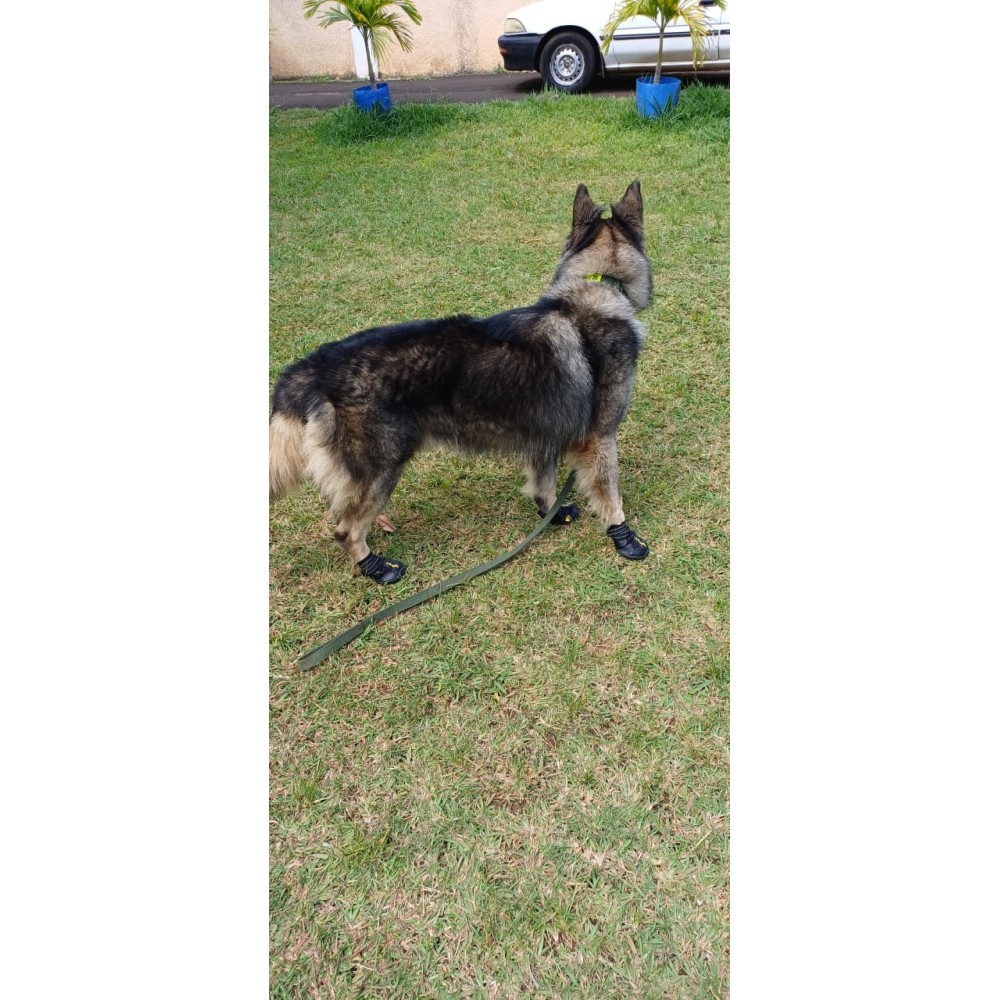 Chaussures pour chien