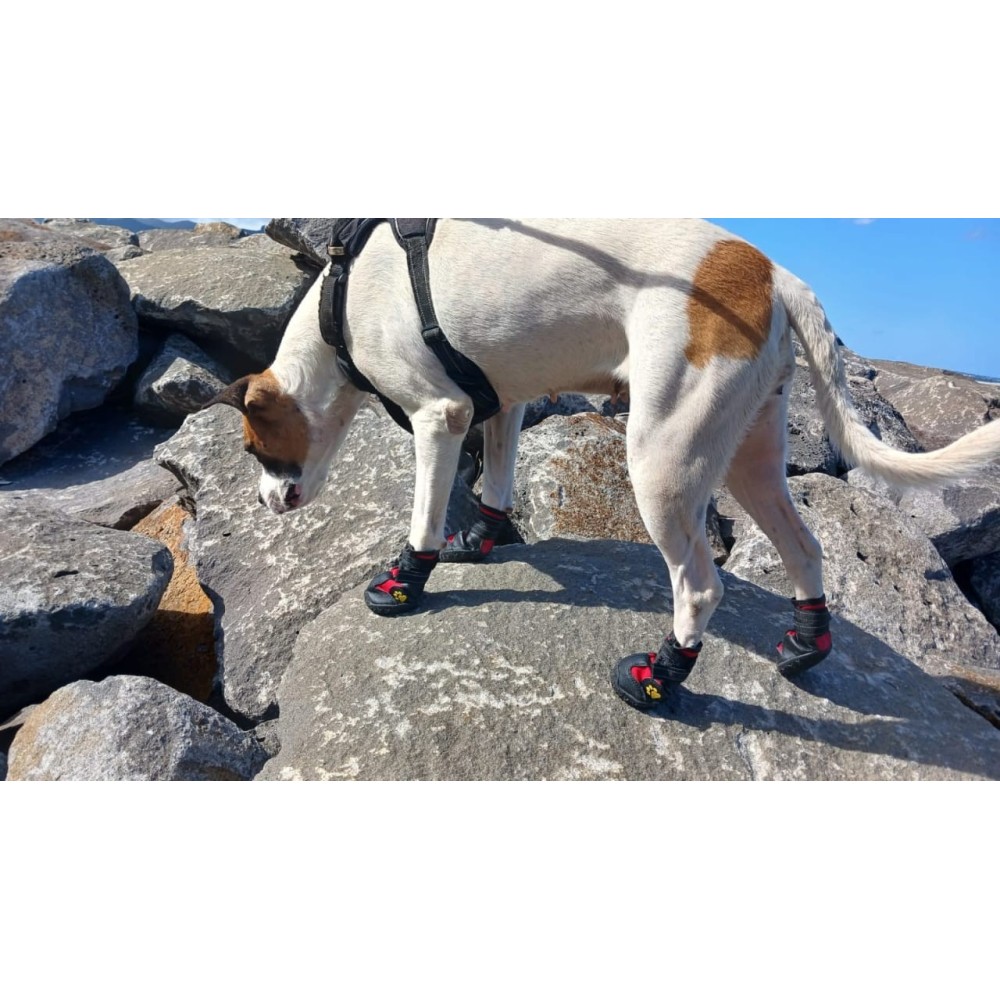 Chaussures pour chien