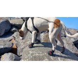 Chaussures pour chien