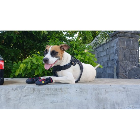 Chaussures pour chien
