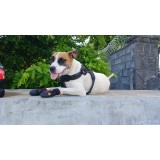 Chaussures pour chien