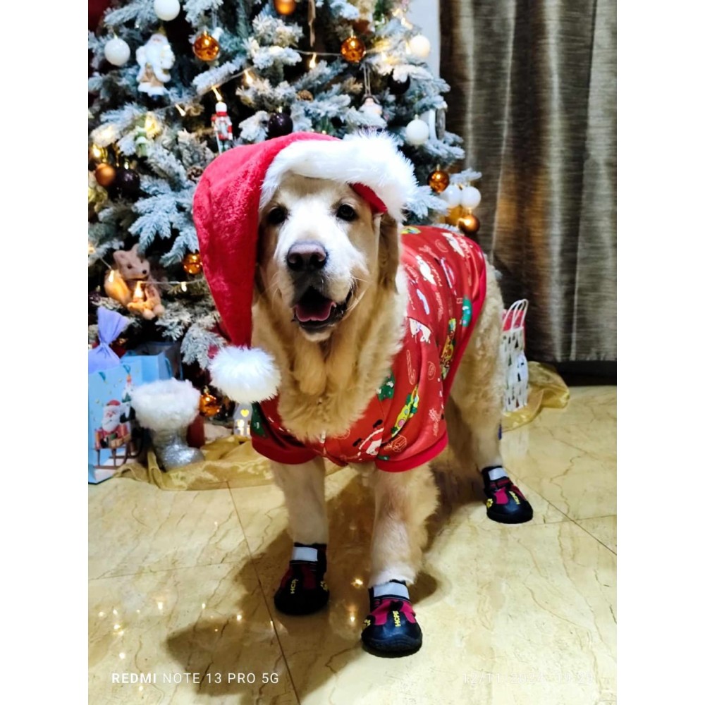Chaussures pour chien