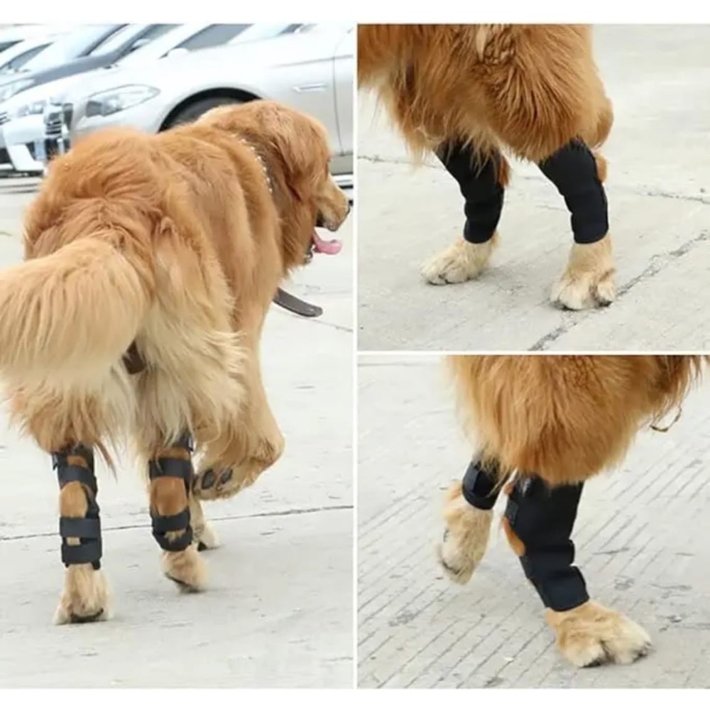 Genouillère pour chien