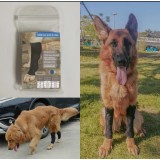 Genouillère pour chien