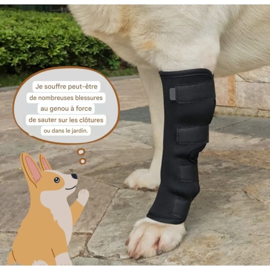 Genouillère pour chien