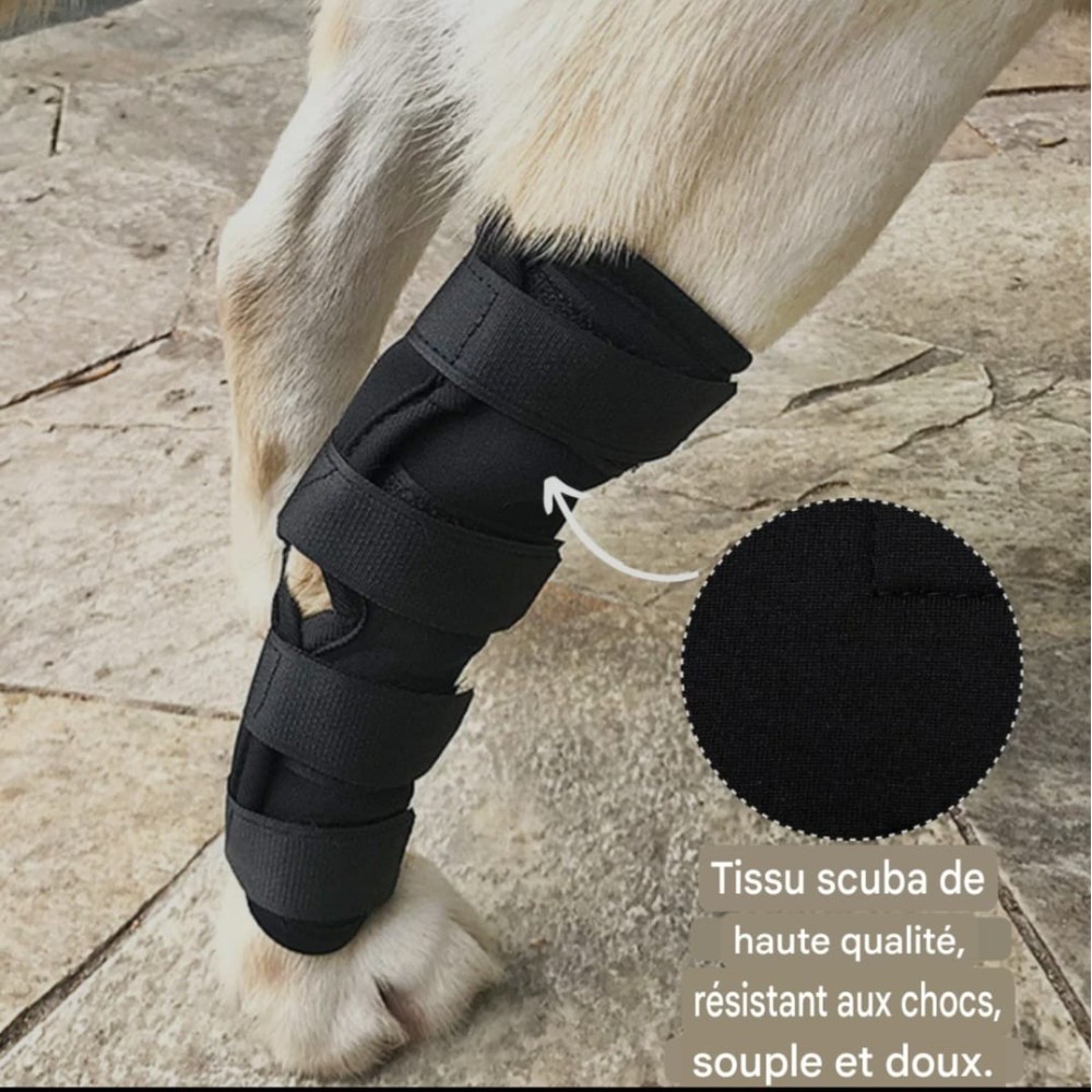 Genouillère pour chien