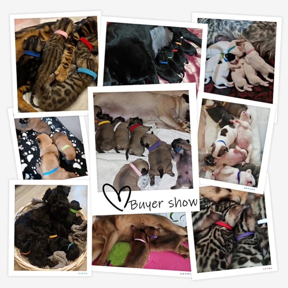 Colliers d'identification pour les bébés animaux