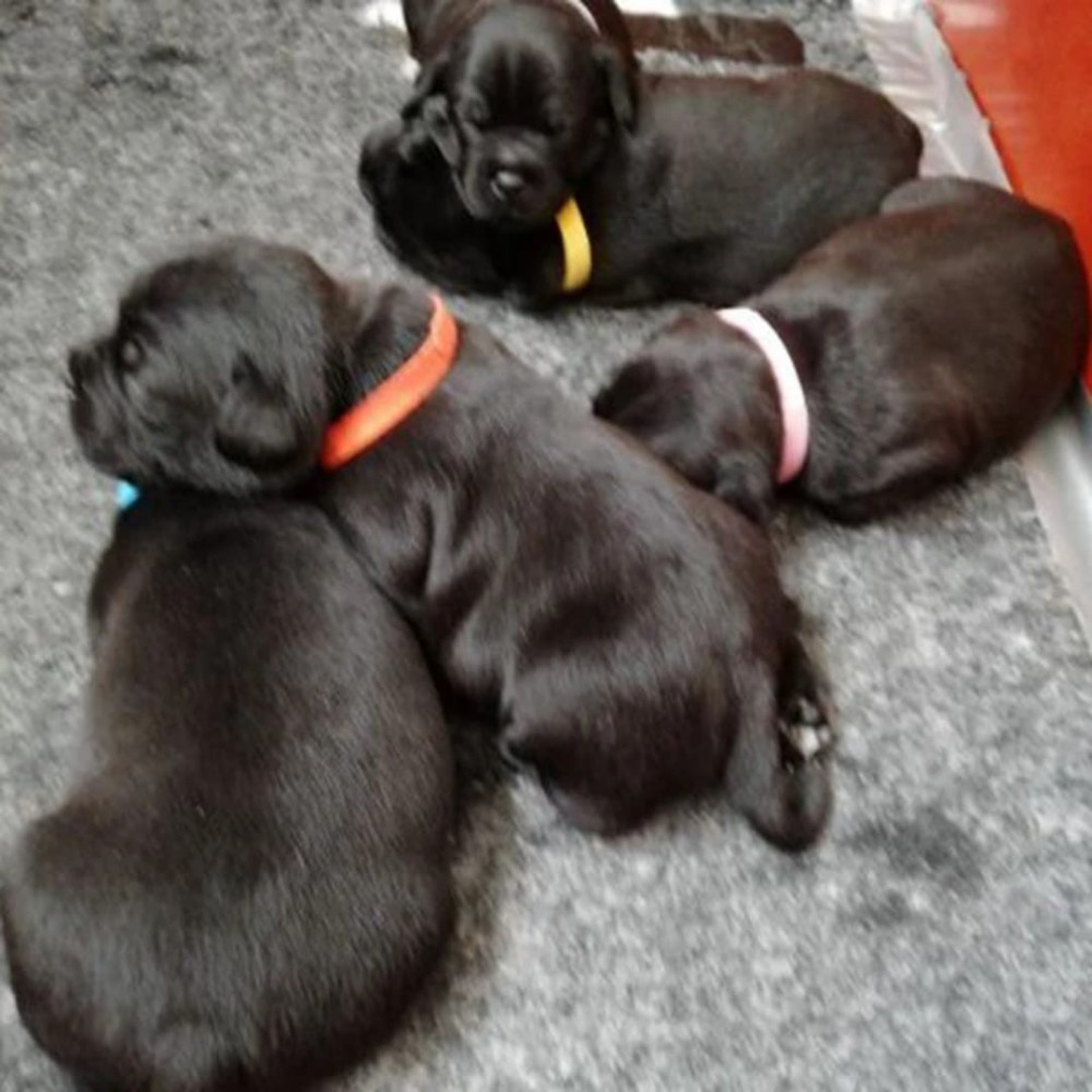 Colliers d'identification pour les bébés animaux