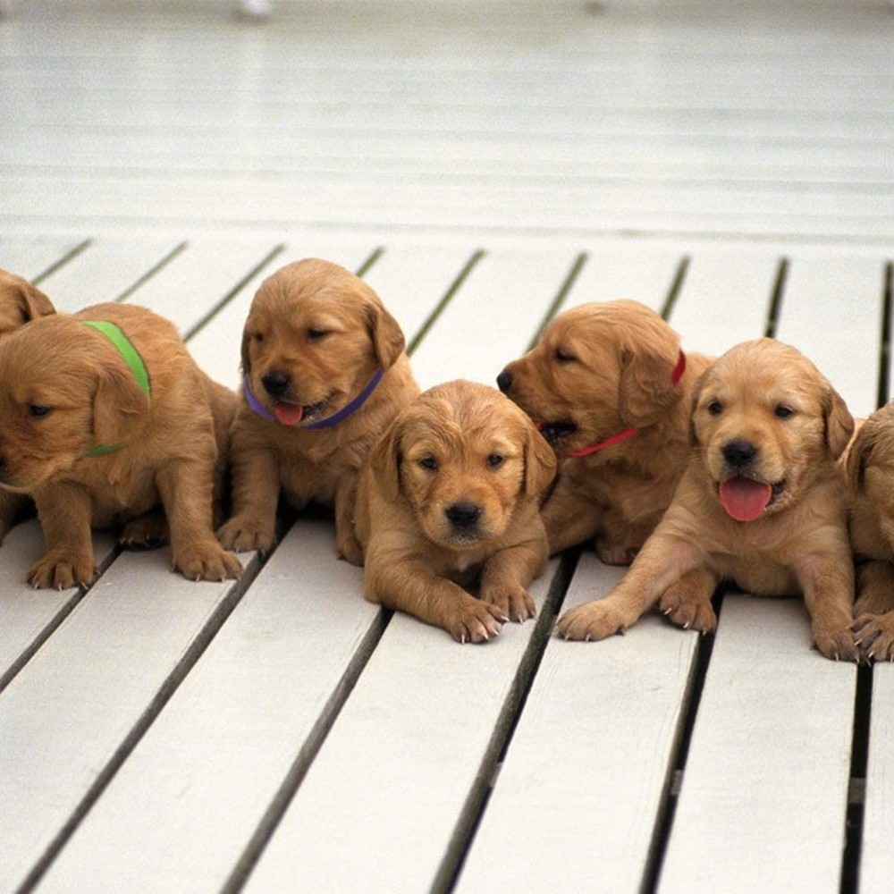 Colliers d'identification pour les bébés animaux