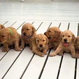 Colliers d'identification pour les bébés animaux