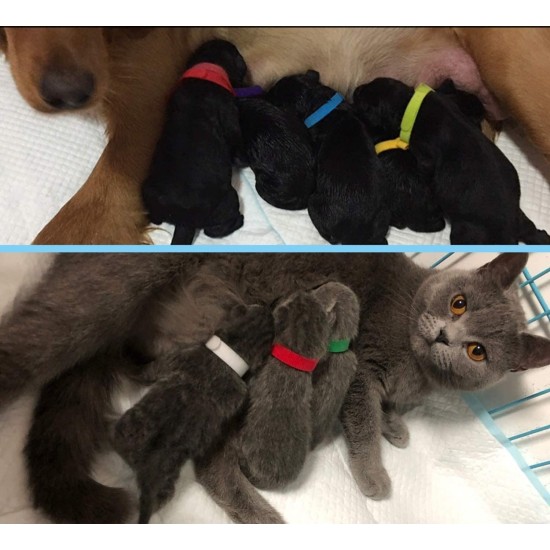 Colliers d'identification pour les bébés animaux