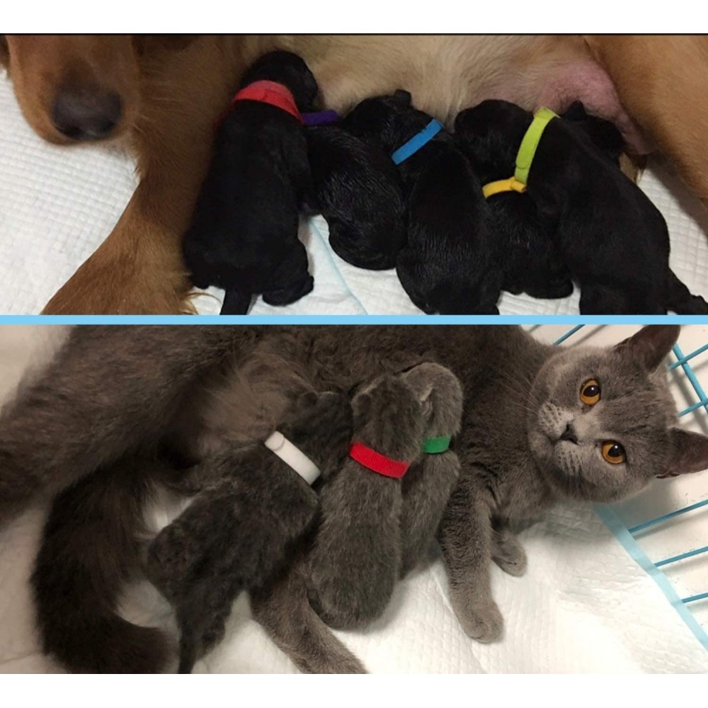 Colliers d'identification pour les bébés animaux