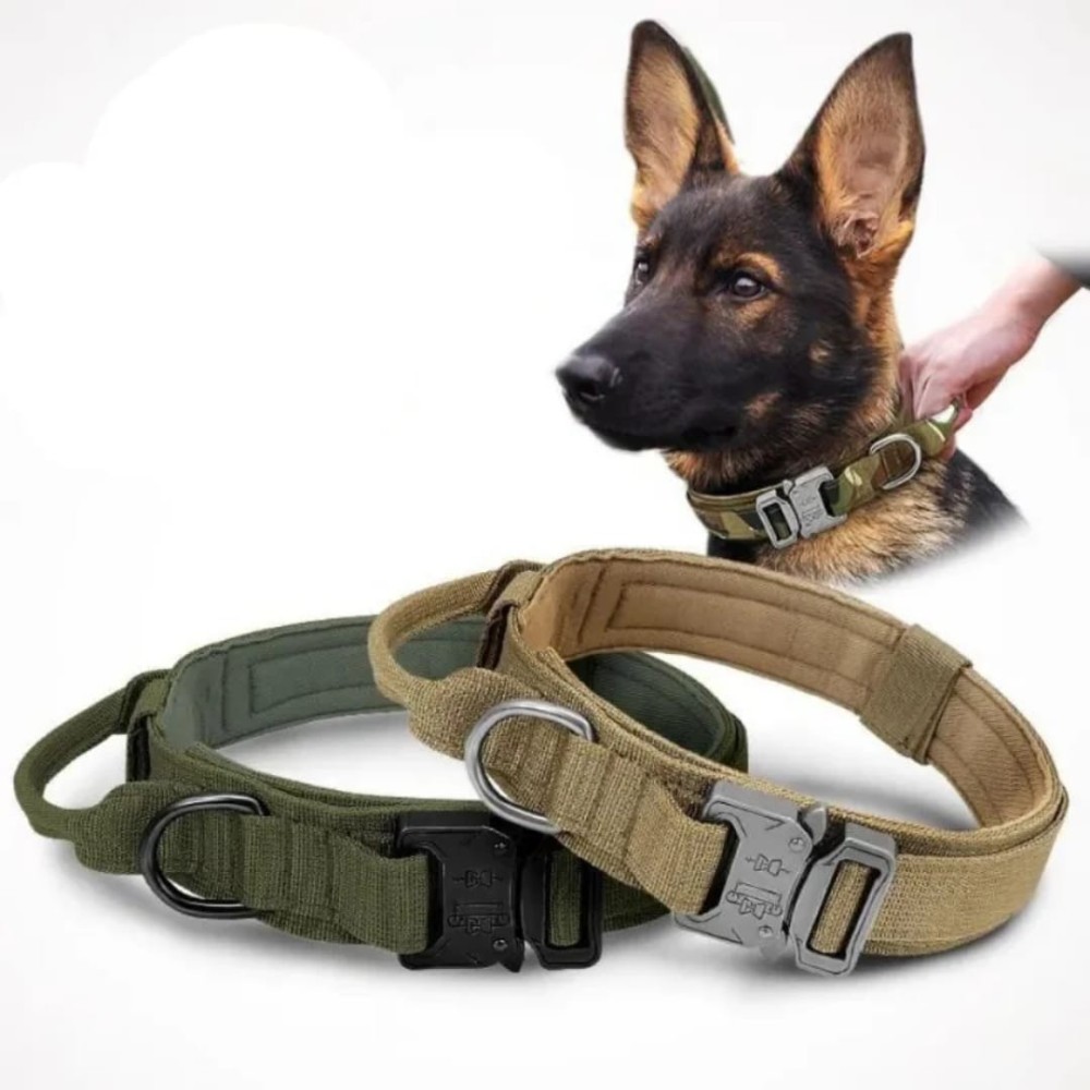 Collier tactique pour chien