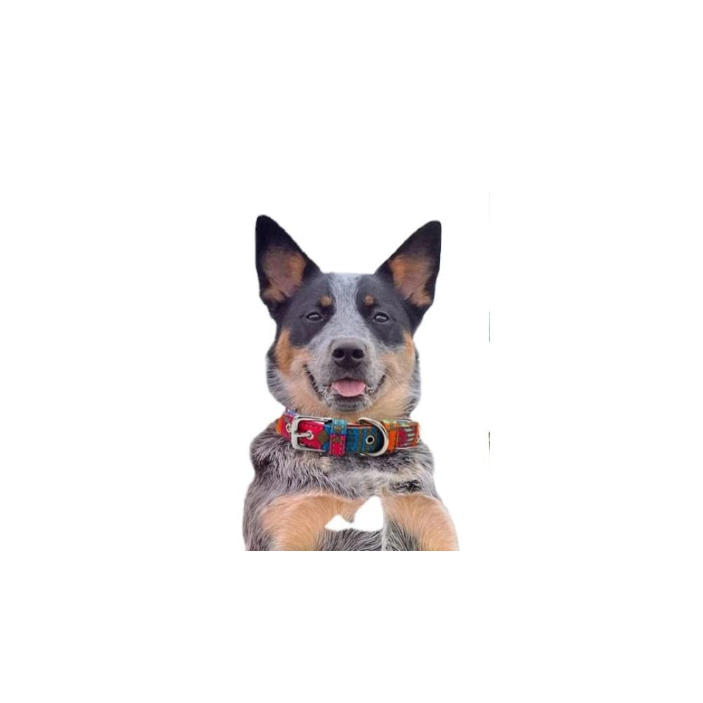 Collier pour chien