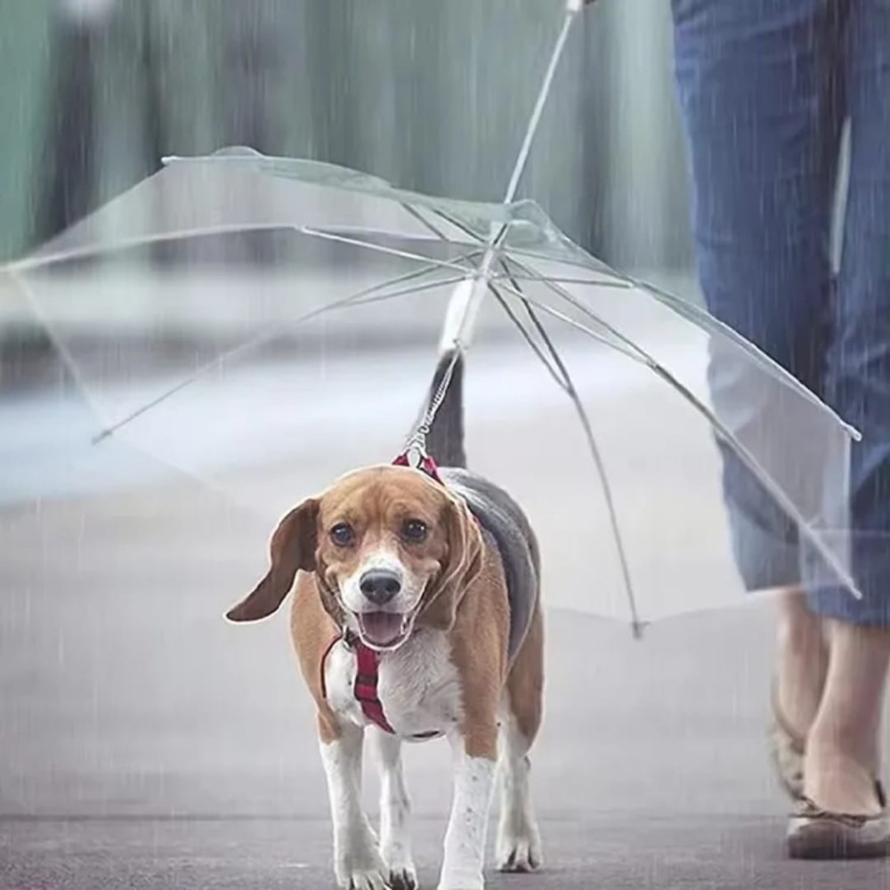 Dogbrella - Parapluie pour chien