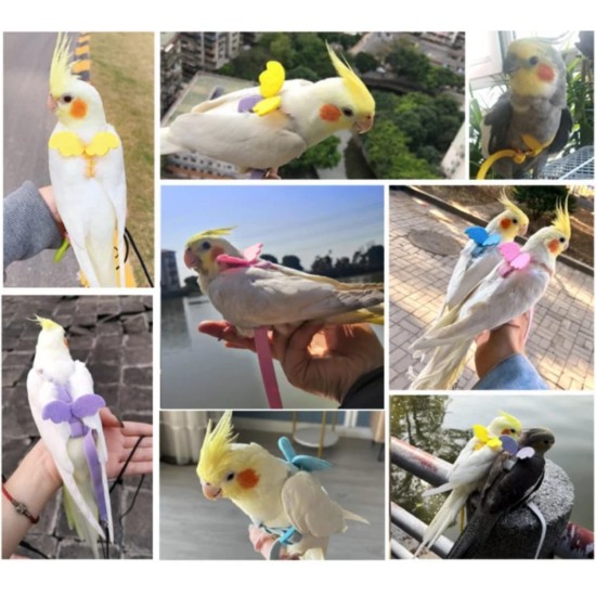 Harnais pour oiseau avec laisse