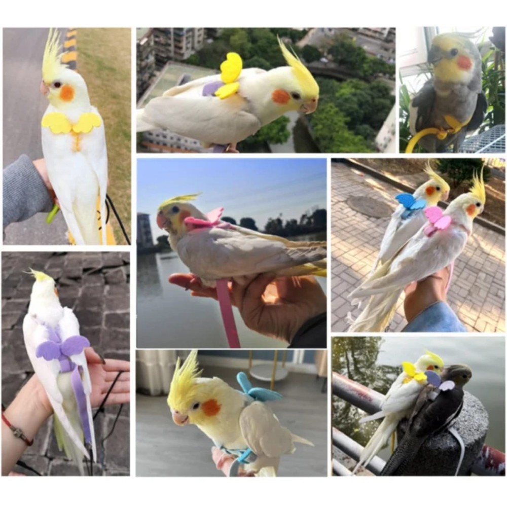 Harnais pour oiseau avec laisse