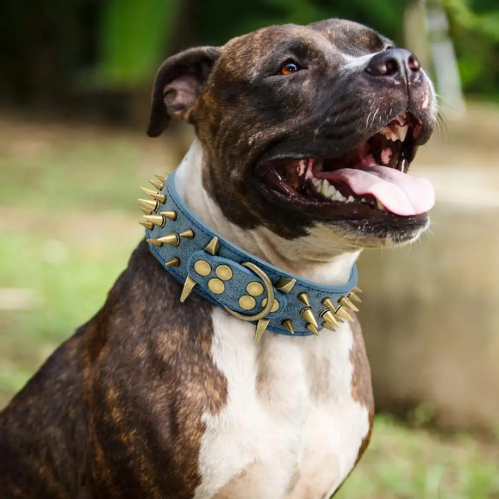 Collier clouté pour chien