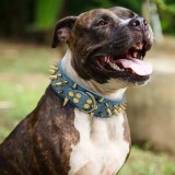 Collier clouté pour chien
