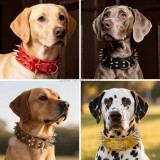 Collier clouté pour chien